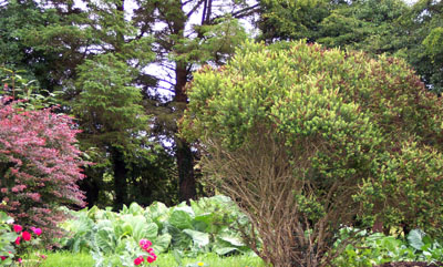 Vegetable garden.